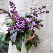 A gardener holding a posy of Persian Basil blooms in a greenhouse at Baker Creek.