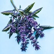 A close-up macro view of a stem of purple Ball Basil on a light blue background.