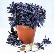 Purple Ball Basil in a terra cotta pot with coins and watch faces on light background.