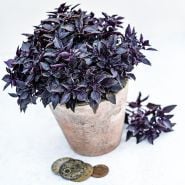 Purple Ball Basil growing in small pot on a white background.