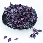 A bowl of Purple Ball Basil on a white background.