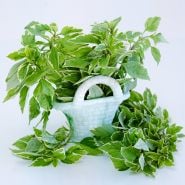 Perpetuo Basil in a ceramic basket on a white background.