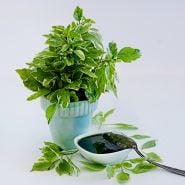 Perpetuo Basil with pesto sauce in bowlw ith a spoon on a white background.