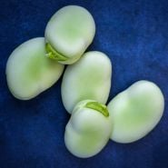 A close-up of five Broad Windsor Fava Beans on dark blue background.