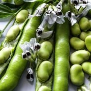 A close-up view of Broad Windsor Fava Beans with blooms.