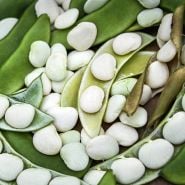 A bunch of freshly picked Henderson's Bush Lima Beans in pods.