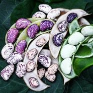 Kurzer's Calico Traveler Lima Beans on the half shell arranged on a bed of leaves.