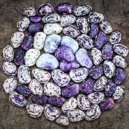 Kurzer's Calico Traveler Lima Beans arranged in circle on a wooden background.
