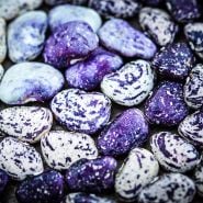 Close-up of brightly colored Kurzer's Calico Traveler Lima Beans.