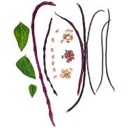Chinese Red Noodle Long Beans in a variety of maturity stages arranged on a white background.