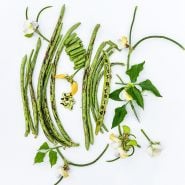 Thai Soldier Long Beans with foliage and blooms arranged on a white background.