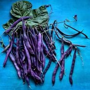 Purple Podded Pole Beans arranged with foliage on blue background.