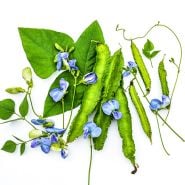 Urizun Japnese Winged Beans with foliage and blooms on a white background.