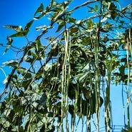 Taiwan Yard-Long Beans growing on a trellis against the deep blue sky in the Baker Creek garden