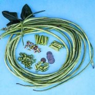 Taiwan Yard-Long Beans tied in circle with chopped beans and Taiwanese coins on a light blue background.