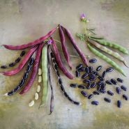 Cherokee Trail of Tears Beans in varying stages of maturity.