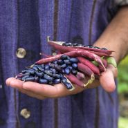Cherokee Trail of Tears Beans with pods in hand