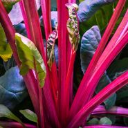 A close-up of tender edible red stemmed Mammoth Red Mangel Beet foliage in a greenhouse.