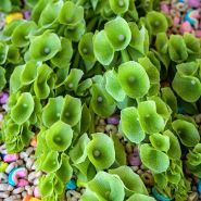 A close-up view of Bells of Ireland flowers on a bed of Lucky Charms.