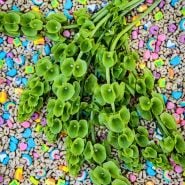 Bells of Ireland flowers on a bed of Lucky Charms.