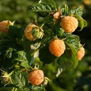 Fall Gold Raspberry fruits growing on a mature raspberry cane in the garden at Baker Creek.