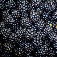 A bunch of Sweetie Pie Blackberries. 