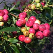 Pink Lemonade Blueberries on a plant. Image courtesy of Agristarts.