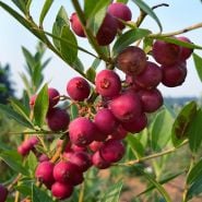 Close-up of Pink Lemonade Blueberry fruit on the plant growing in the garden. Image from Agristarts.