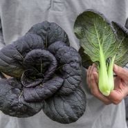 Purple Lady Bok Choy heads