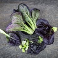 Purple Lady Bok choy on grey background
