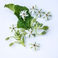 Close-up of the white borage blooms. 