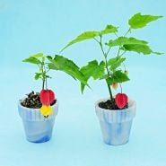 A pair of blooming Brazilian Bellflower Live Plants in little glass pots on a blue background.