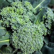 Calabrese Green Sprouting Broccoli growing in the greenhouse at Baker Creek in Mansfield, Missouri.