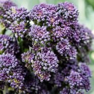 A macro close-up of Early Purple Sprouting Broccoli.