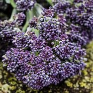 A macro close-up of Early Purple Sprouting Broccoli flowers.