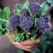 A gardener at Baker Creek holding a bouquet of Early Purple Sprouting Broccoli.