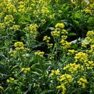 Rapini blooming with bright yellow edible flowers in the garden at Baker Creek.