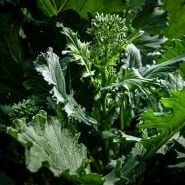 A close-up of sprouting heads of Rapini on the plant.