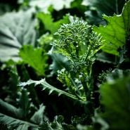An extreme close-up of Rapini growing in the garden.