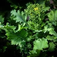 A close-up of Rapini growing in the greenhouse at Baker Creek in Mansfield, MO.