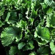 Huge Rapini plants growing on the farm at Baker Creek.