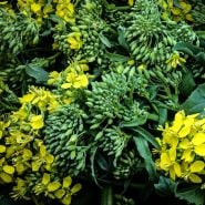 A close-up view of Rapini heads and blooms.