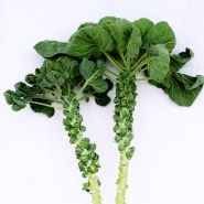 A couple of Long Island Improved Brussels Sprouts stalks against a light wall.