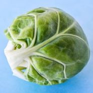 A single Long Island Improved Brussels Sprout on a light blue background.