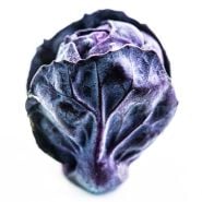 A single Red Rubine Brussels Sprout on a white background.