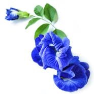 A close-up of Blue Queen Butterfly Pea flowers with foliage on a white background.