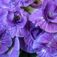 Close up of Lavender Queen Butterfly Peas showing the swirl pattern in the blooms. 