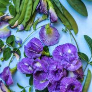 Lavender Queen Butterfly Peas with pods and vines on blue background.
