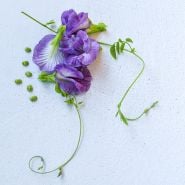 Overhead view of Lavender Butterfly peas on light, stone background.