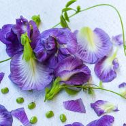 Lavender Queen Butterfly Peas resting on a light background with vines.